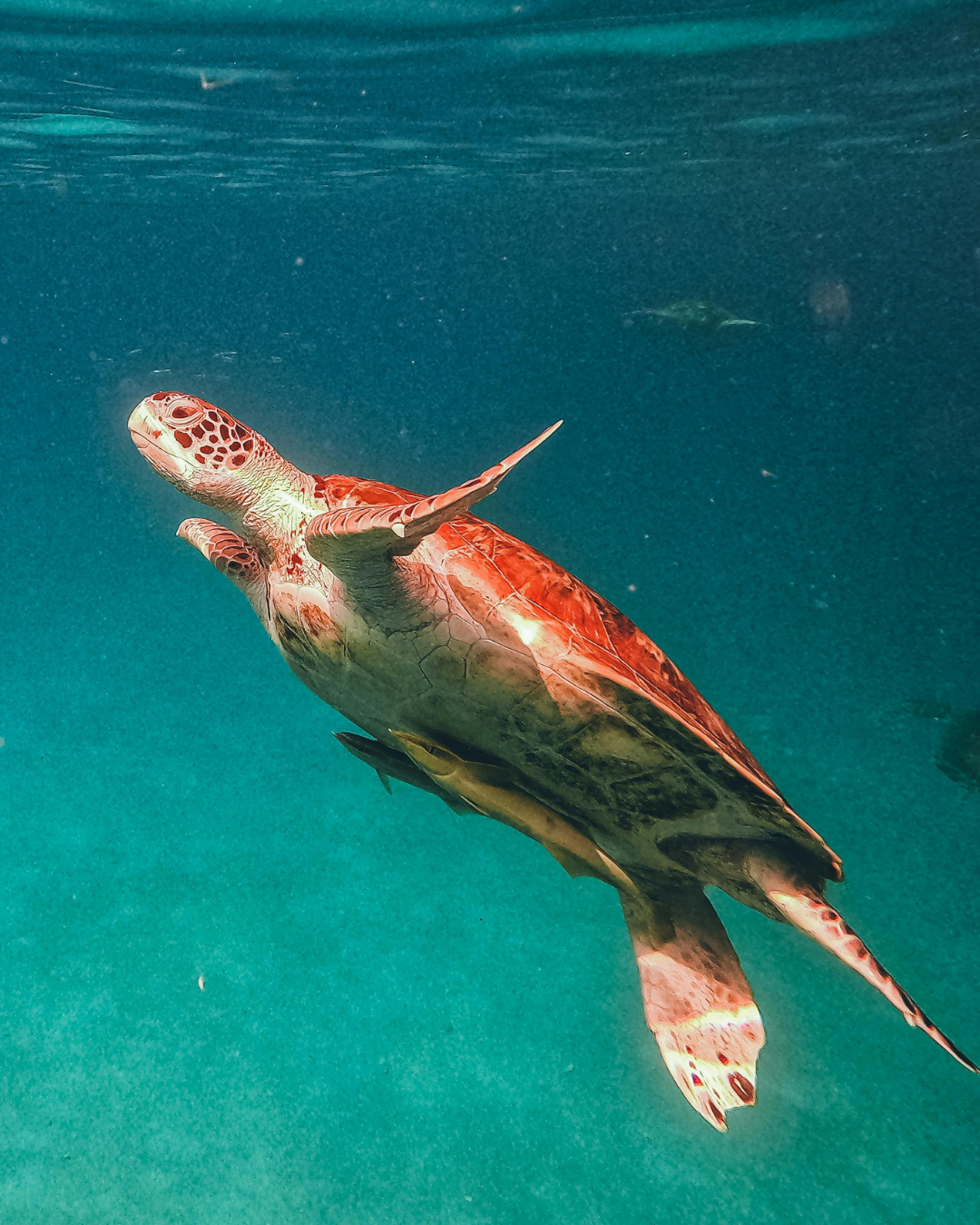 Dalyan - Doğa, Tarih Turu