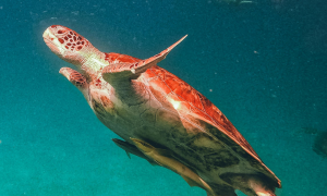 Dalyan - Doğa, Tarih Turu